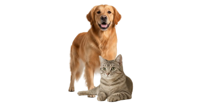 Adorable cat and dog - your trusted pet care partner
